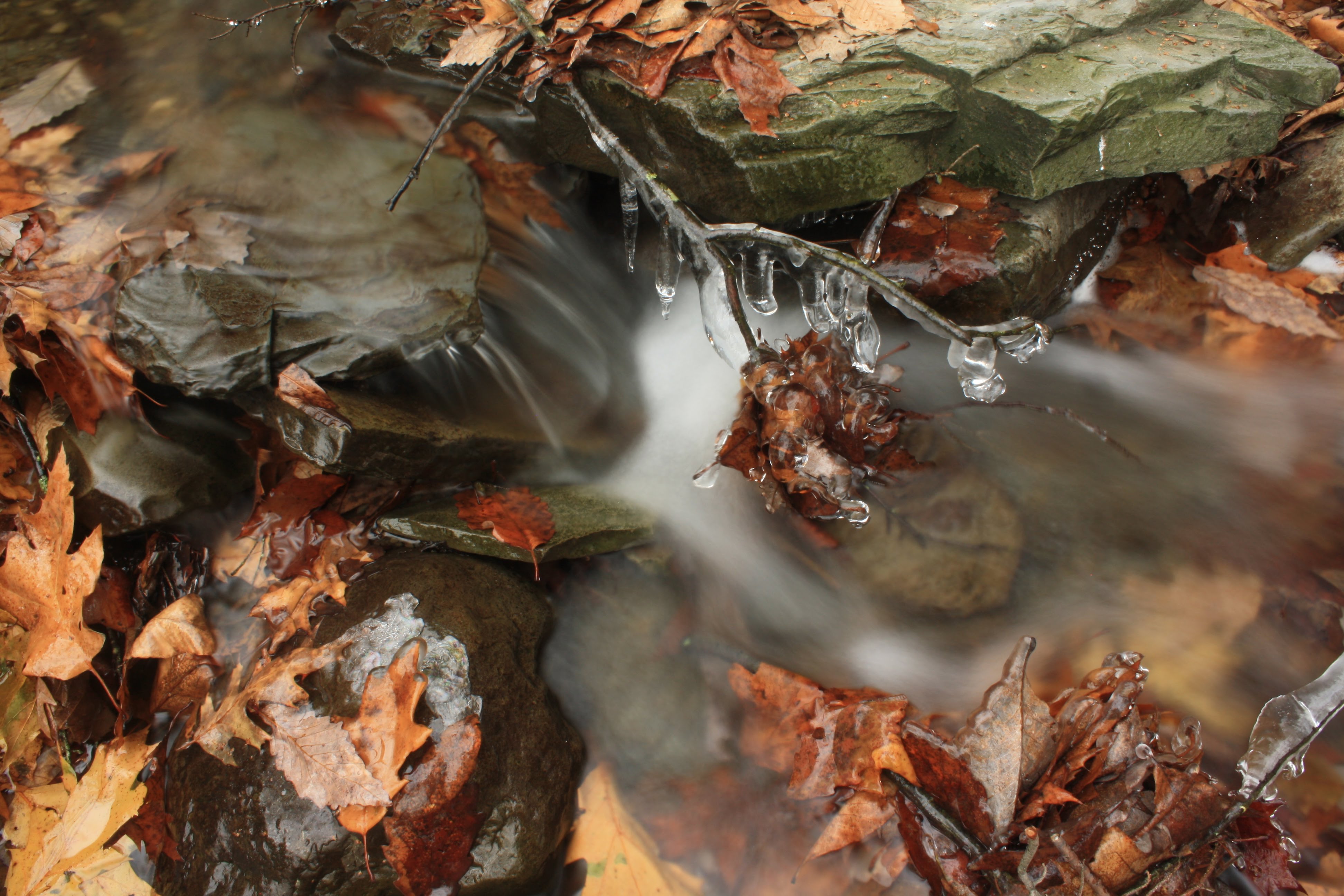 Clear ice coating a stick, with a background of rushing water and autumn leaves